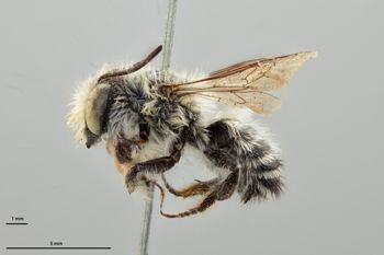 Media type: image;   Entomology 793876 Aspect: habitus lateral view
